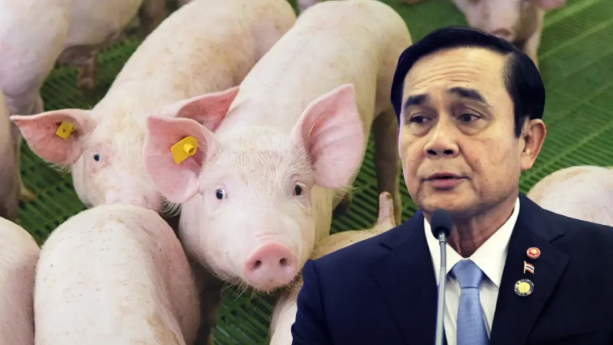 ครม.เตรียมงบ 570 ล้านแก้ปัญหาราคาหมูพุ่ง ครม.เตรียมงบ 570 ล้านแก้ปัญหาราคาหมูพุ่ง