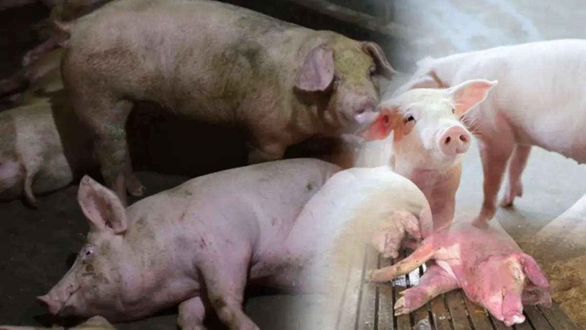 ‘ศรีสุวรรณ‘ ร้องป.ป.ช.สอบปมหมูติดเชื้อ ASF ‘ศรีสุวรรณ‘ ร้องป.ป.ช.สอบปมหมูติดเชื้อ ASF