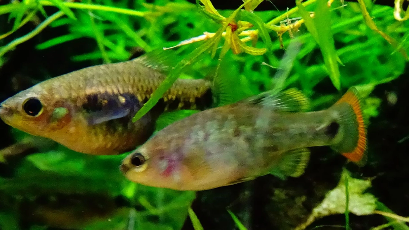 เม็กซิโกฟื้นฟูปลาที่สูญพันธุ์ไปจากแหล่งน้ำธรรมชาติ