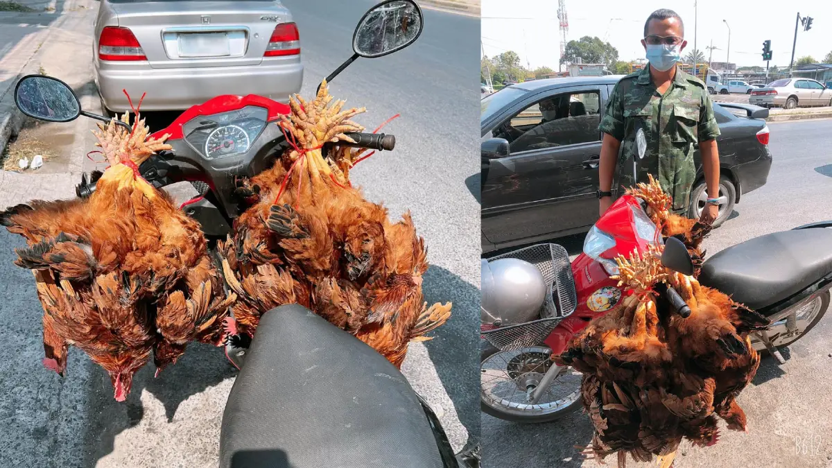 ชื่นชมคนใจบุญ ไถ่ชีวิตไก่ กลางถนน 40 ตัว ห้อยหัวกำลังไปเชือด ชื่นชมคนใจบุญ ไถ่ชีวิตไก่ กลางถนน 40 ตัว ห้อยหัวกำลังไปเชือด
