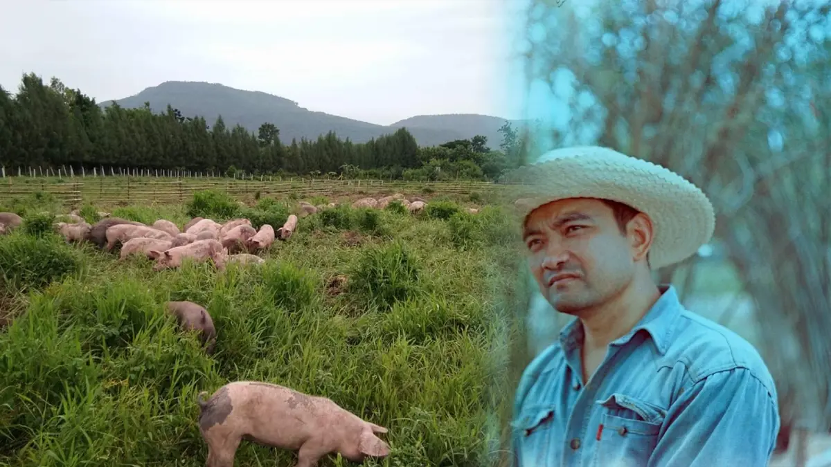 ทึ่ง! ฟาร์มหมูขุนอินทรีย์ระบบปิด รอดโรคระบาด ไม่ตายสักตัว ทึ่ง! ฟาร์มหมูขุนอินทรีย์ระบบปิด รอดโรคระบาด ไม่ตายสักตัว