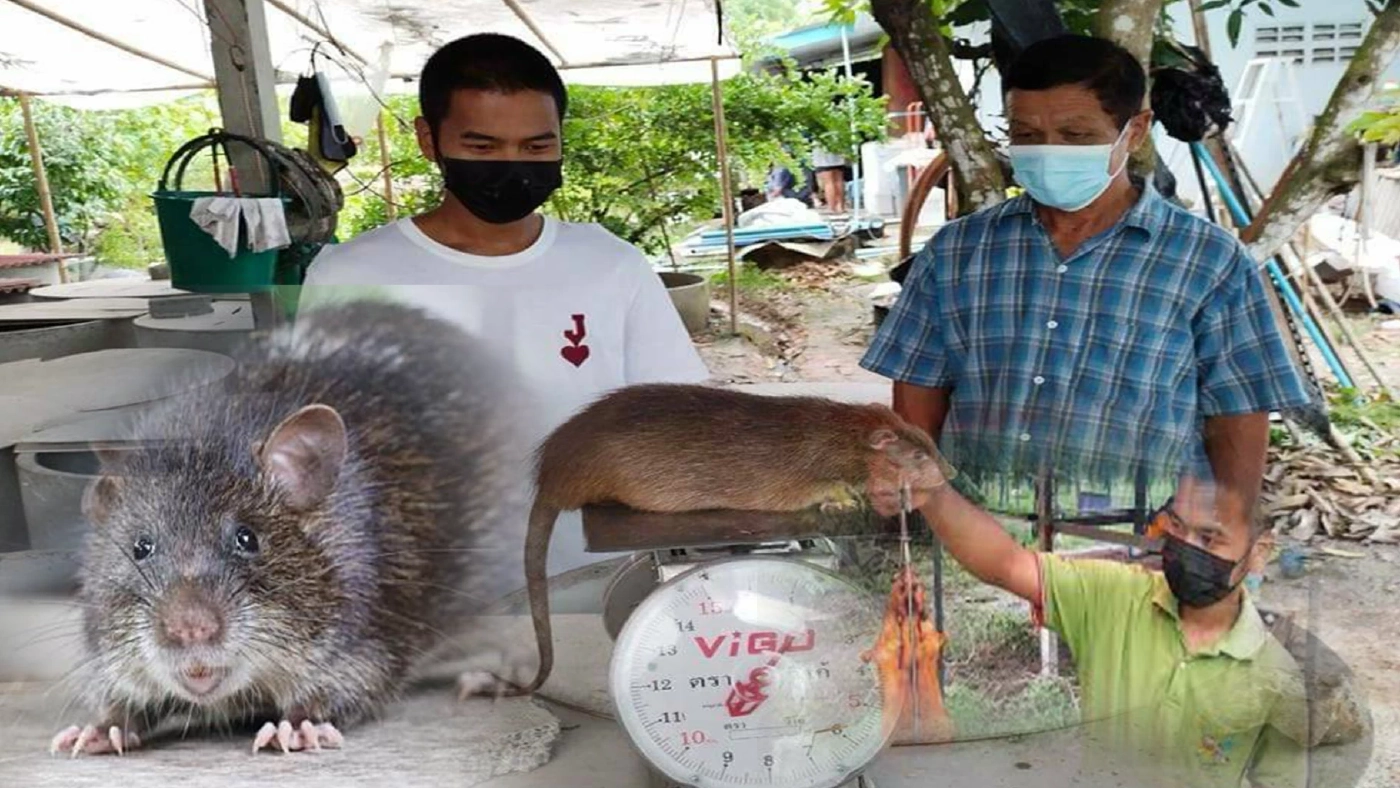 พ่อค้าหนูนาเฮ! ผู้บริโภคแห่ซื้อแทนเนื้อหมู พ่อค้าหนูนาเฮ! ผู้บริโภคแห่ซื้อแทนเนื้อหมู