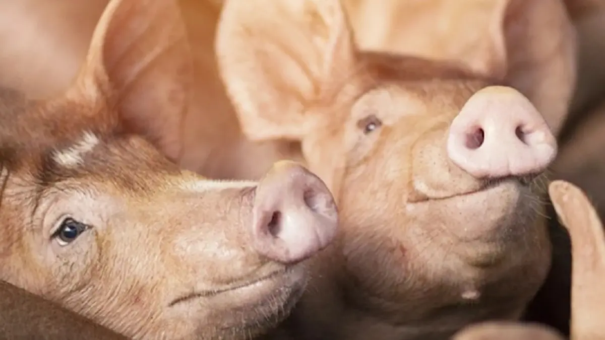 เกษตรกรเลี้ยงหมูเตรียมเฮ! ครม.อนุมัติจ่ายเงินหมูที่ถูกทำลาย 1.5 แสนตัว เกษตรกรเลี้ยงหมูเตรียมเฮ! ครม.อนุมัติจ่ายเงินหมูที่ถูกทำลาย 1.5 แสนตัว