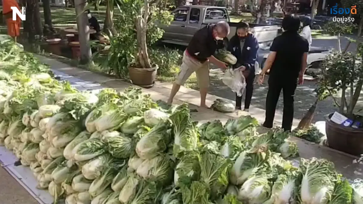 เจ้าอาวาสวัดดังเชียงใหม่ กว้านซื้อผักกาดขาว แจกชาวบ้านช่วยเกษตรกร เจ้าอาวาสวัดดังเชียงใหม่ กว้านซื้อผักกาดขาว แจกชาวบ้านช่วยเกษตรกร