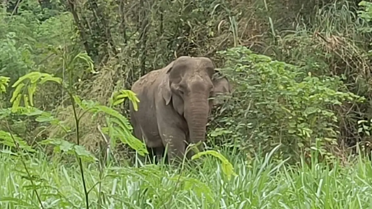 เปิดแผนรักษาช้างป่า "เจ้าด้วน" บาดเจ็บ เหตุศึกชนช้าง