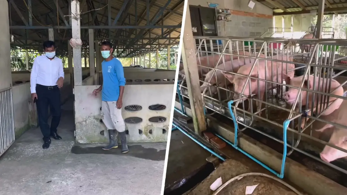 ตรังยืนยันพบโรคระบาดASFในหมูตายกว่า 3 พันตัว