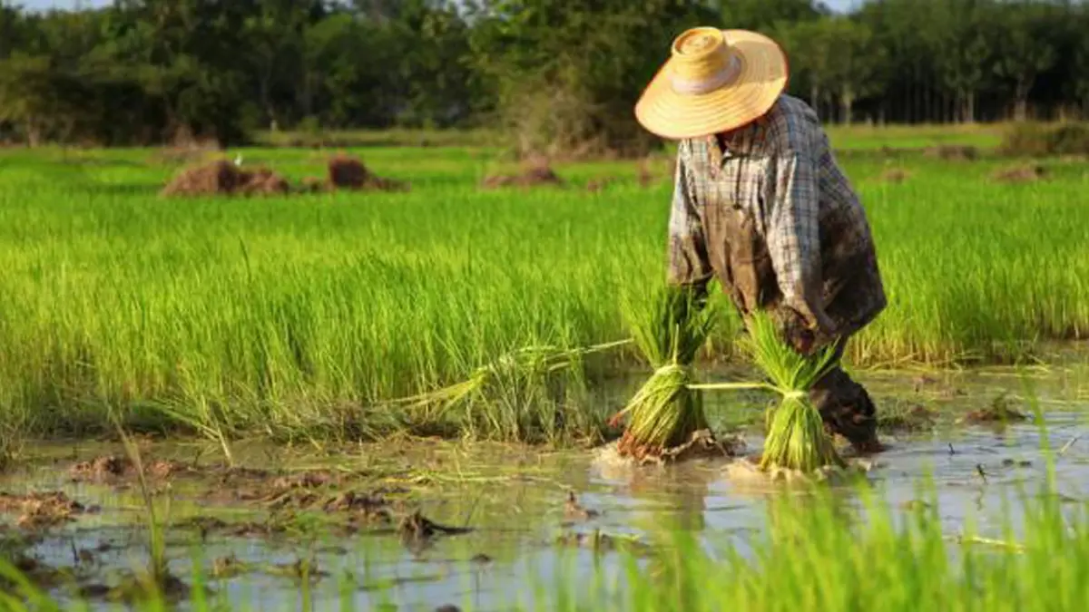 พาณิชย์เคาะจ่ายส่วนต่างข้าวงวด 13 ชดเชย 5 ชนิด พาณิชย์เคาะจ่ายส่วนต่างข้าวงวด 13 ชดเชย 5 ชนิด
