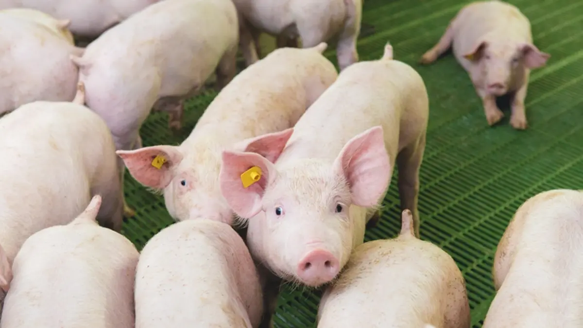 ผู้เลี้ยงหมูค้านนำเข้าหวั่นทำลายเกษตรกร ผู้เลี้ยงหมูค้านนำเข้าหวั่นทำลายเกษตรกร