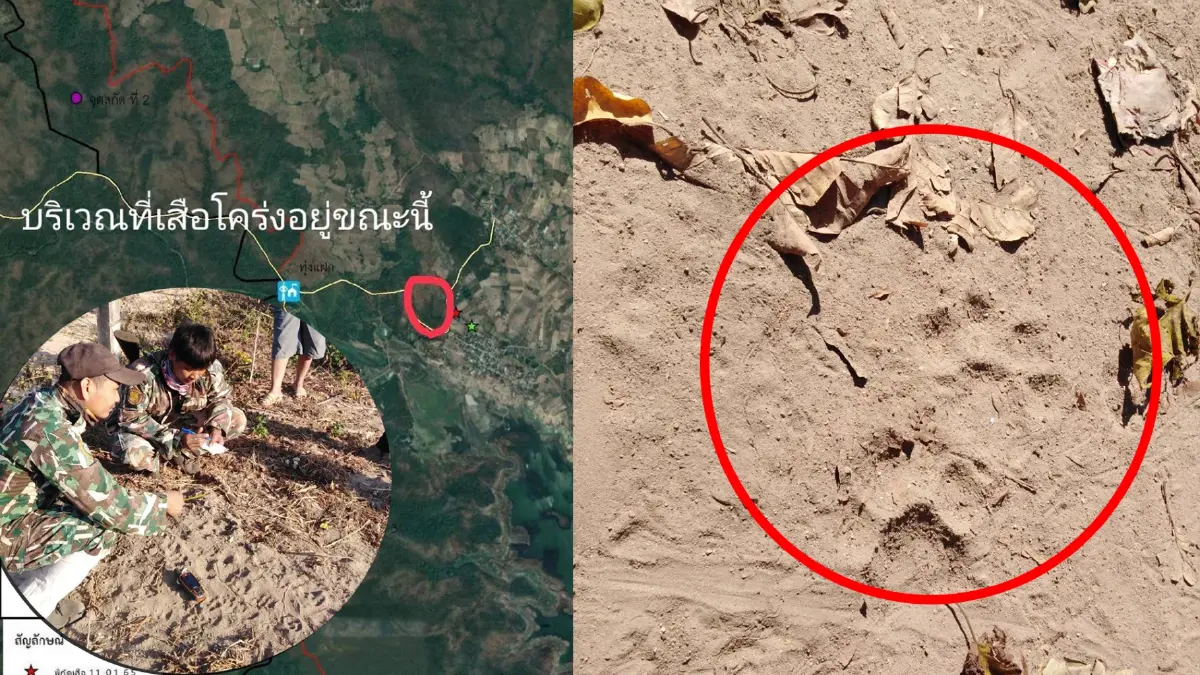 เตือนชาวบ้าน "เสือโคร่ง" ออกนอกป่า สั่ง จนท.ตรึงกำลังเตรียมจับเข้าป่า