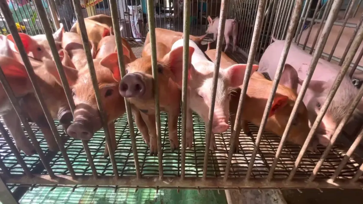 เกษตรกร แย่งซื้อลูกหมู ราคาพุ่งถึง 2,500 บาท ไม่พอขาย เกษตรกร แย่งซื้อลูกหมู ราคาพุ่งถึง 2,500 บาท ไม่พอขาย