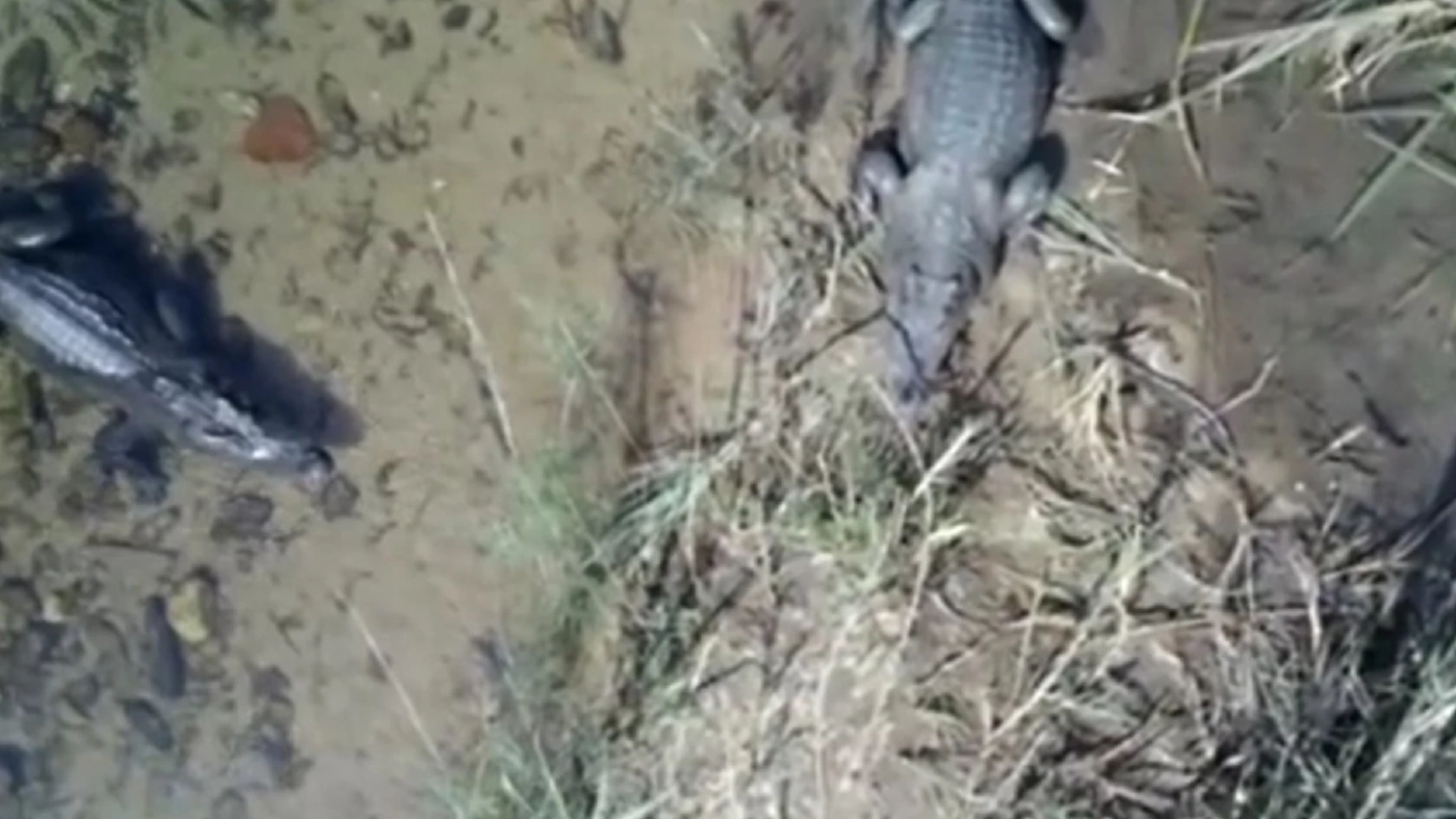 หาชมยาก! จระเข้น้ำจืดสายพันธุ์ไทย นอนอาบแดด ต้นน้ำเพชร อช.แก่งกระจาน