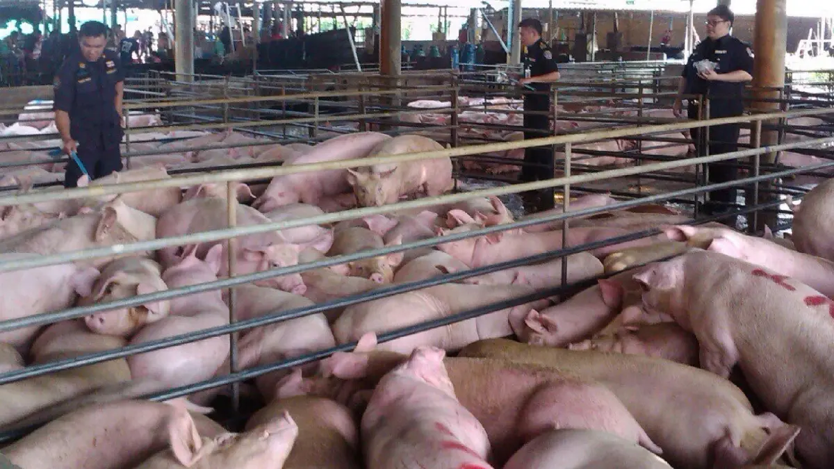 กรมปศุสัตว์ ประกาศเป็นทางการแล้ว โรค  “ASF”  เป็นโรคอุบัติใหม่ในไทย
