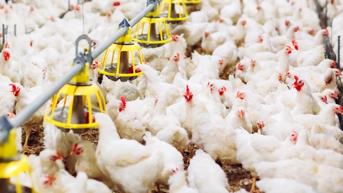 ด่วน ! ประกาศ “ไก่เนื้อ” เป็นสินค้าควบคุมห้ามขึ้นราคา