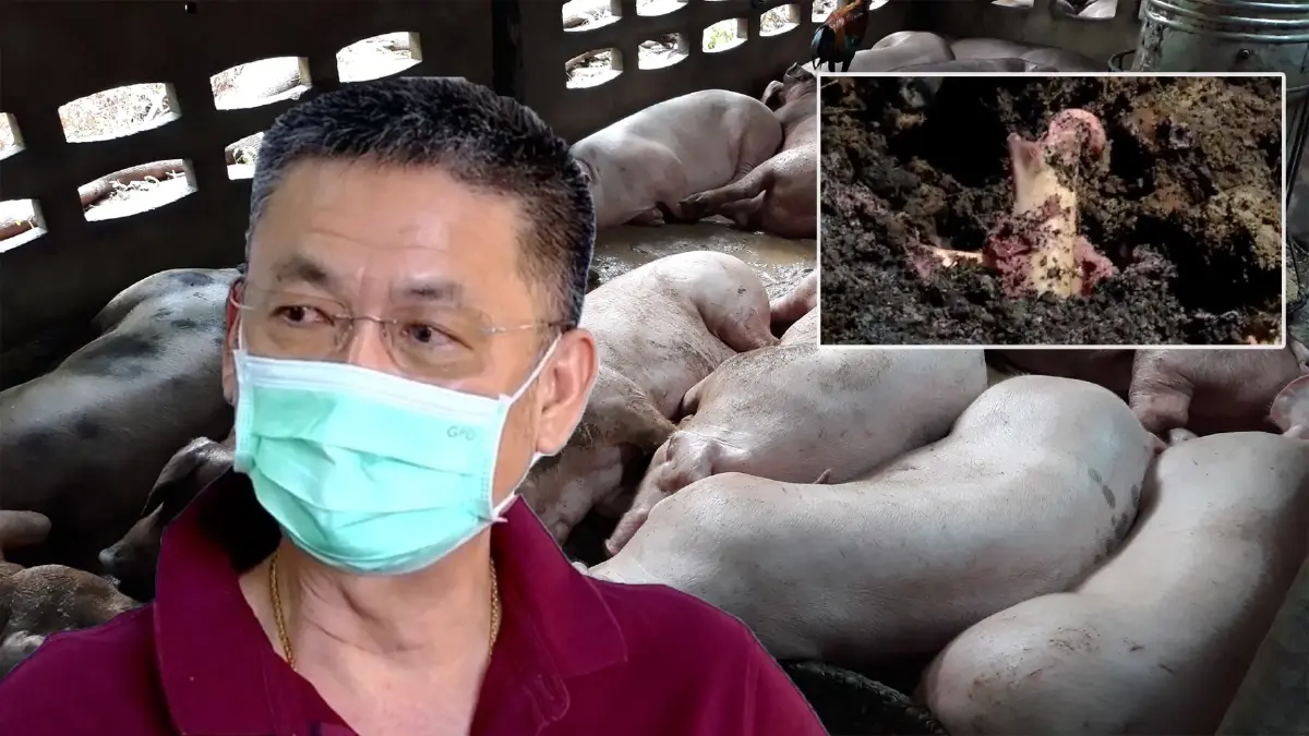 เจ้าของฟาร์มหมู รายใหญ่สิงห์บุรี พบหมูติดโรค ASF ตายกว่า 2,000 ตัว เจ้าของฟาร์มหมู รายใหญ่สิงห์บุรี พบหมูติดโรค ASF ตายกว่า 2,000 ตัว