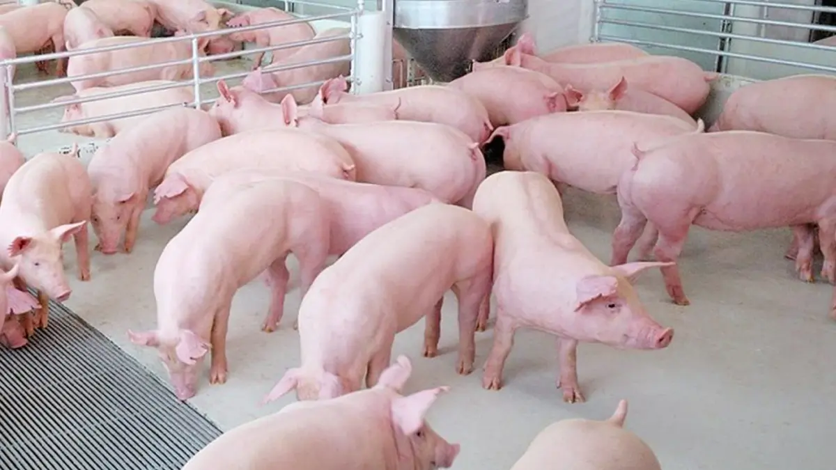 ธ.ก.ส. อัด 3 หมื่นล้าน ปล่อยกู้ผู้เลี้ยงหมู ธ.ก.ส. อัด 3 หมื่นล้าน ปล่อยกู้ผู้เลี้ยงหมู