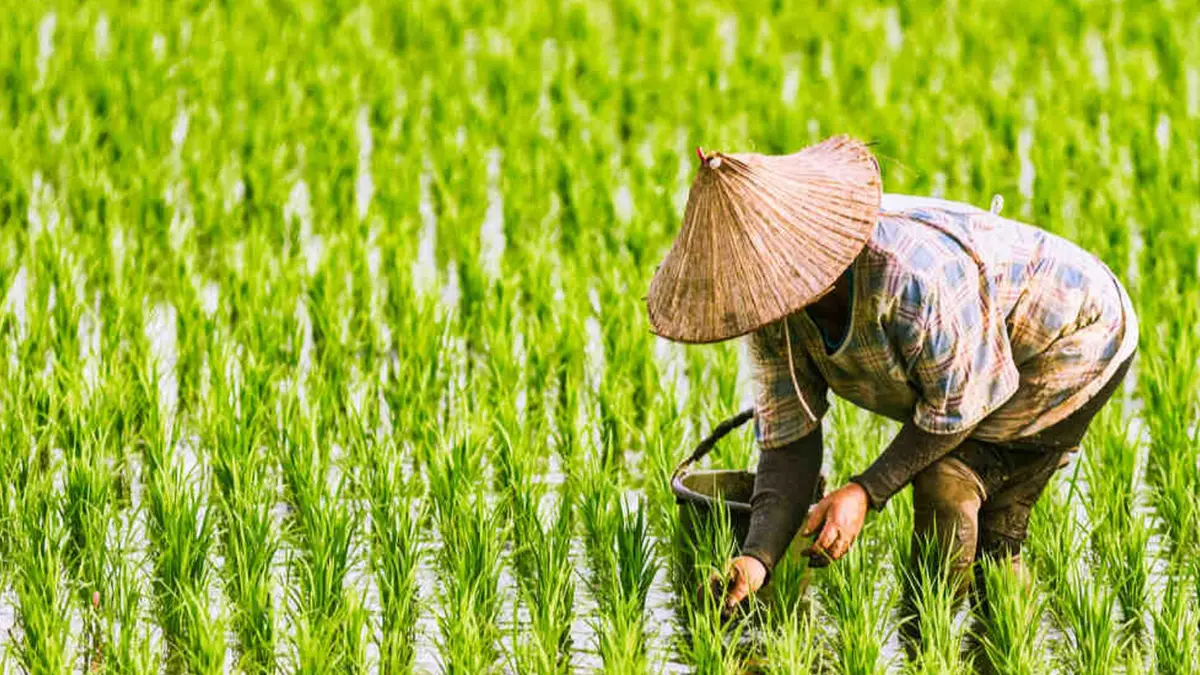 พาณิชย์เดินหน้าจ่ายประกันรายได้ข้าวงวด 11-12