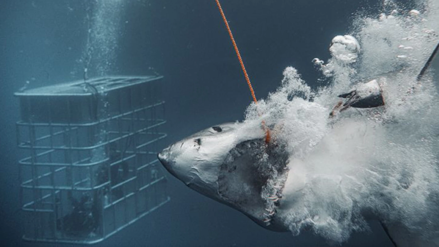 นักดำน้ำใจกล้าบันทึกภาพฉลามขาวขณะทำลายกรงเหล็กใต้น้ำ นักดำน้ำใจกล้าบันทึกภาพฉลามขาวขณะทำลายกรงเหล็กใต้น้ำ