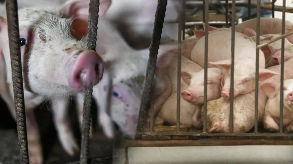 เกษตรกร-เจ้าของฟาร์ม ‘เสียงแตก‘ นำเข้าหมู