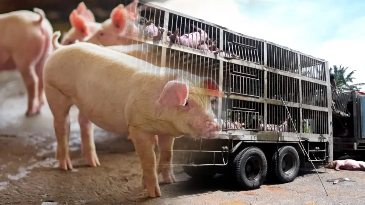 ผู้เลี้ยงหมูค้าน ‘นำเข้า‘ ห่วงกระทบรายย่อย