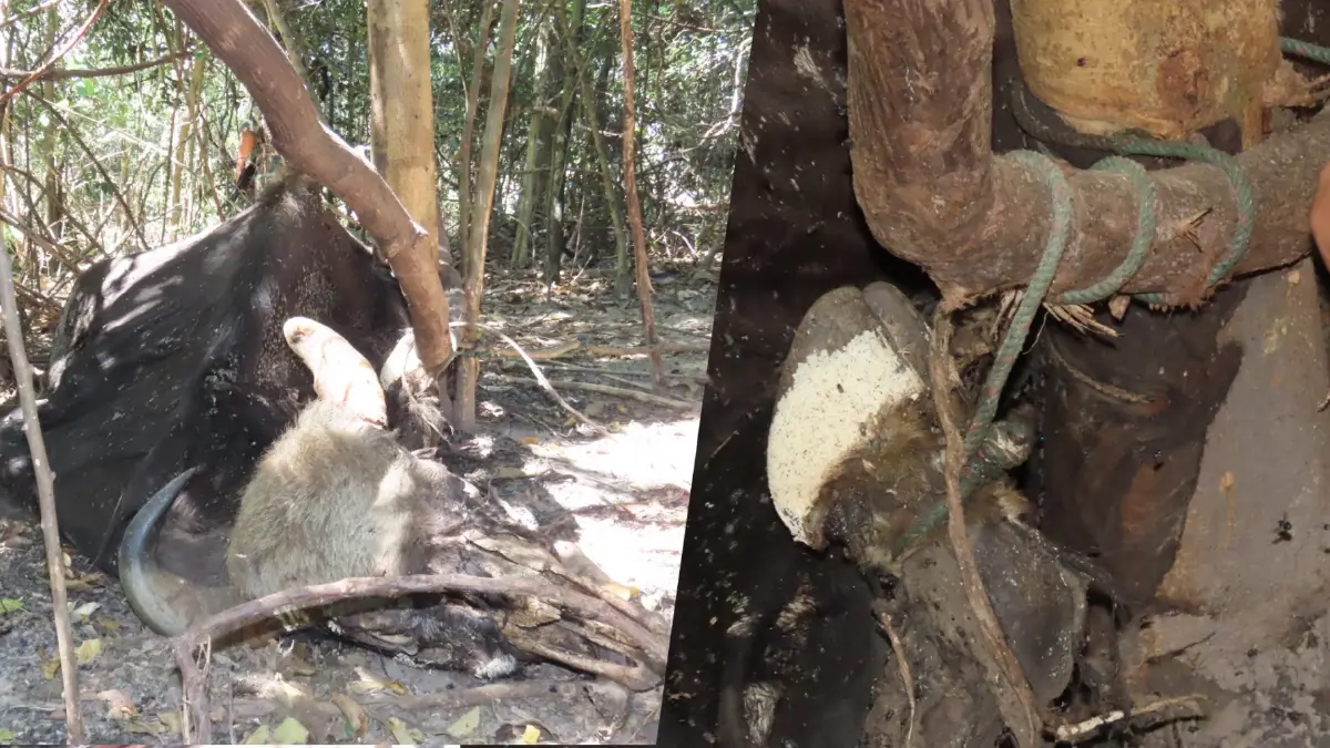 สลด! พบซากกระทิง ติดบ่วงแร้ว จนขาดใจตาย