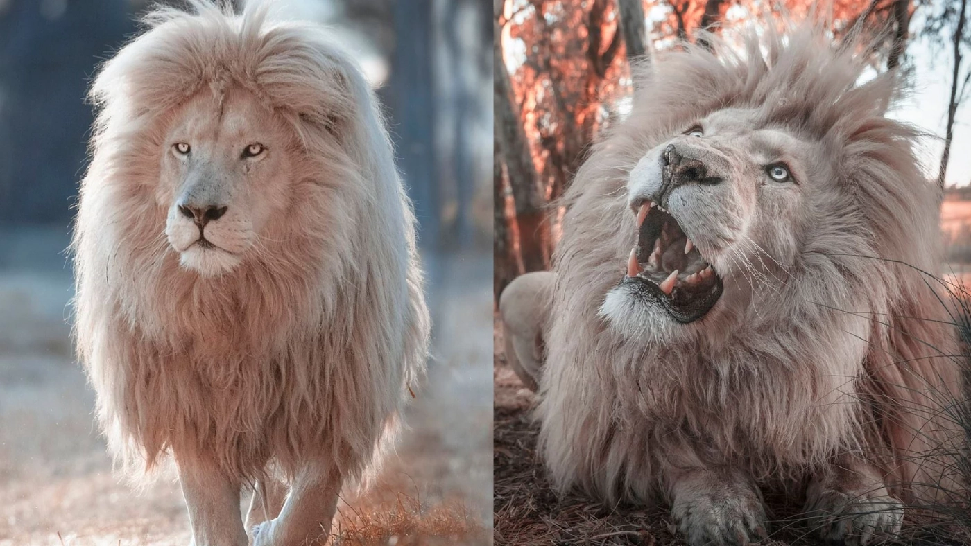 ภาพชวนตะลึง สิงโตขาว จ้าวป่าผู้งามพร้อม