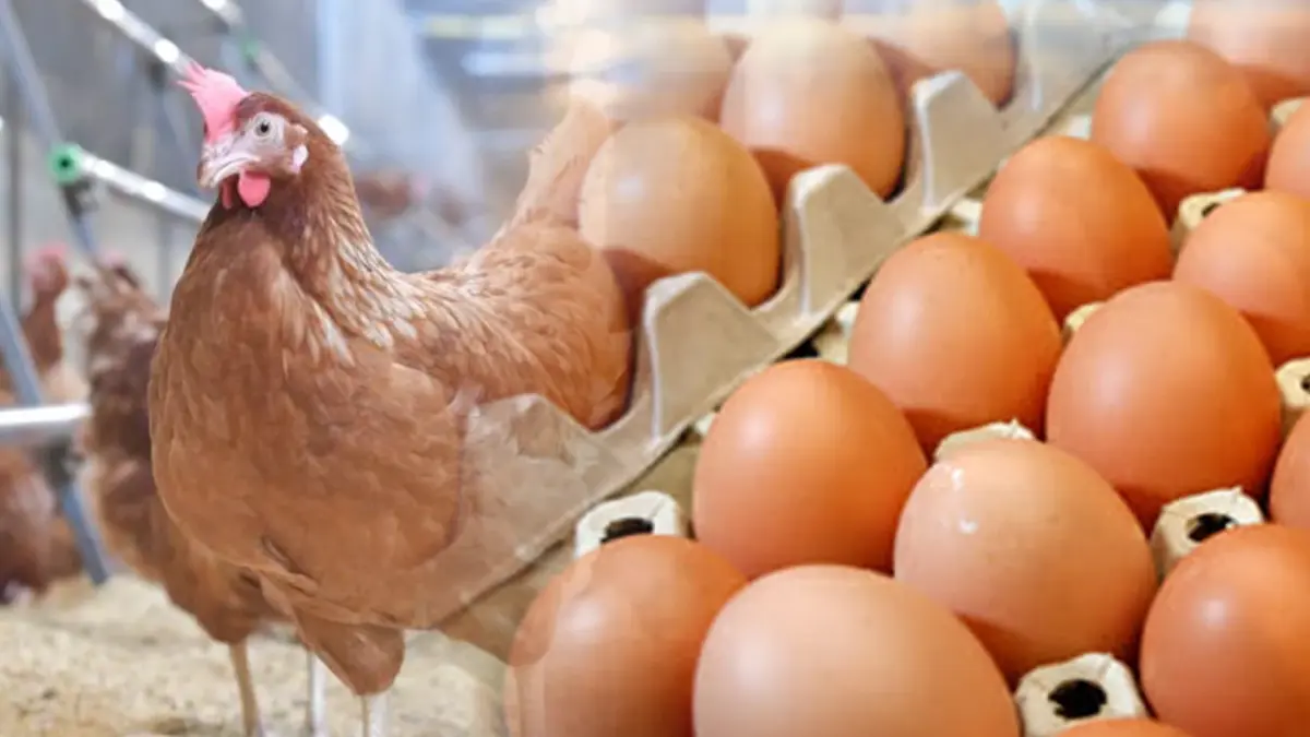 ผู้เลี้ยงค้านรัฐจี้ ‘ลด‘ ราคาไข่ไก่ ผู้เลี้ยงค้านรัฐจี้ ‘ลด‘ ราคาไข่ไก่