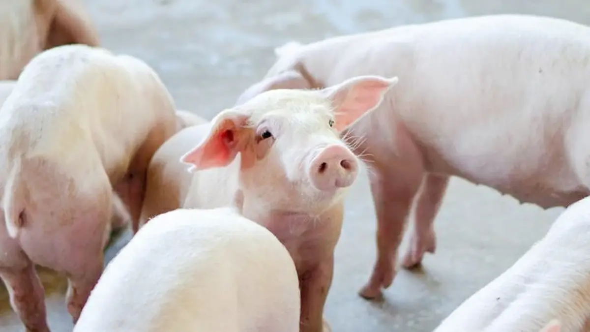 เกษตรฯ เร่งแก้หมูแพง ลดต้นทุนผู้เลี้ยงรายย่อย เกษตรฯ เร่งแก้หมูแพง ลดต้นทุนผู้เลี้ยงรายย่อย