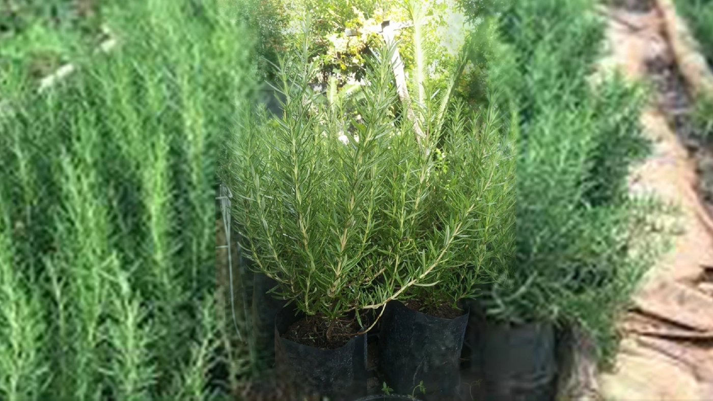 ปลูก 'โรสแมรี่' ขายออนไลน์พยุงรายได้สู้โควิด