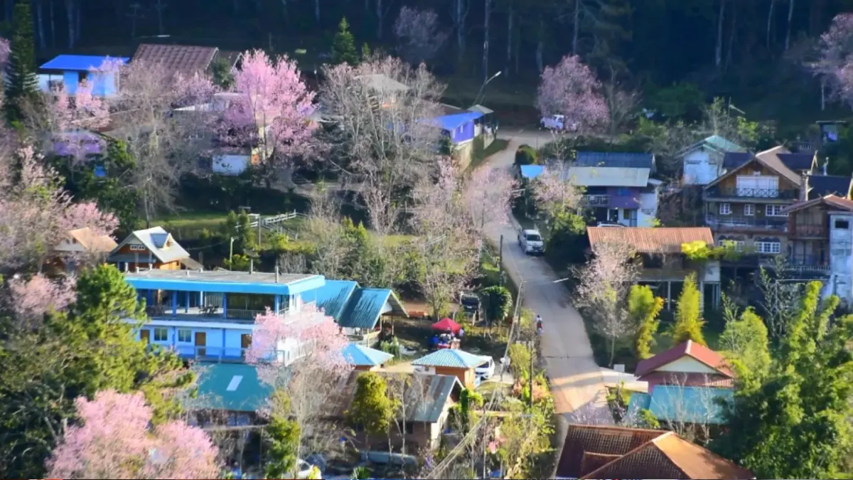 หมู่บ้านสีชมพู ดอกนางพญาเสือโคร่งบานที่บ้านใหม่ร่องกล้า อวดสายตา นทท. หมู่บ้านสีชมพู ดอกนางพญาเสือโคร่งบานที่บ้านใหม่ร่องกล้า อวดสายตา นทท.