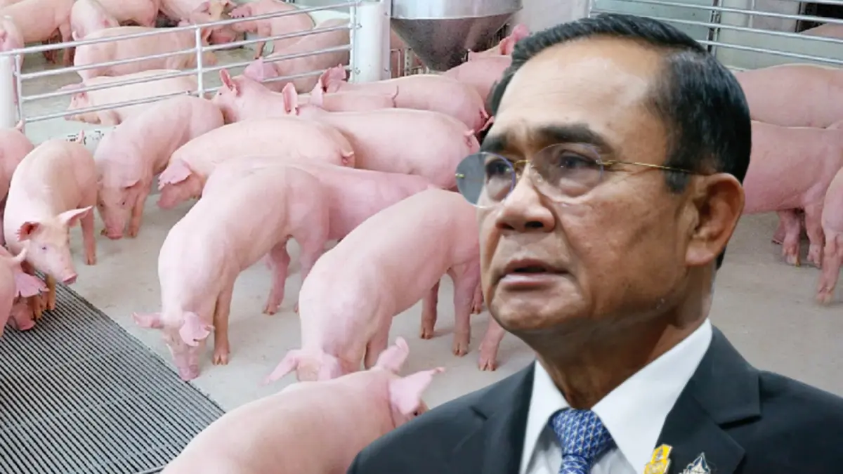 นายกฯมองมีกระบวนการทำราคาหมูพุ่ง-สินค้าขยับ
