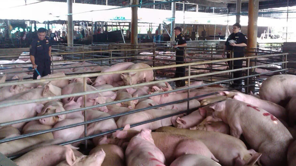 ปศุสัตว์ ส่งหน่วยเฉพาะกิจฯ ตรวจสอบฟาร์มหมู หาสาเหตุโรค ASF ปศุสัตว์ ส่งหน่วยเฉพาะกิจฯ ตรวจสอบฟาร์มหมู หาสาเหตุโรค ASF