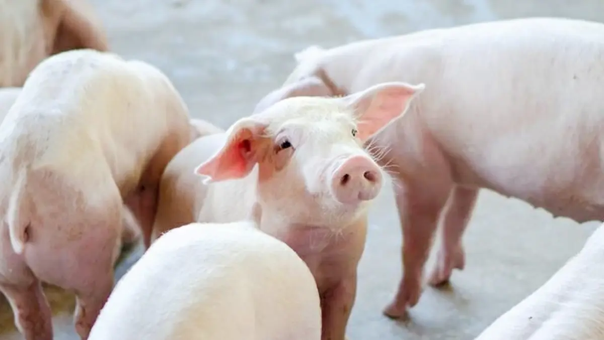 เกษตรฯ ถกพาณิชย์หยุดส่งออกหมูแก้ราคาพุ่ง เกษตรฯ ถกพาณิชย์หยุดส่งออกหมูแก้ราคาพุ่ง