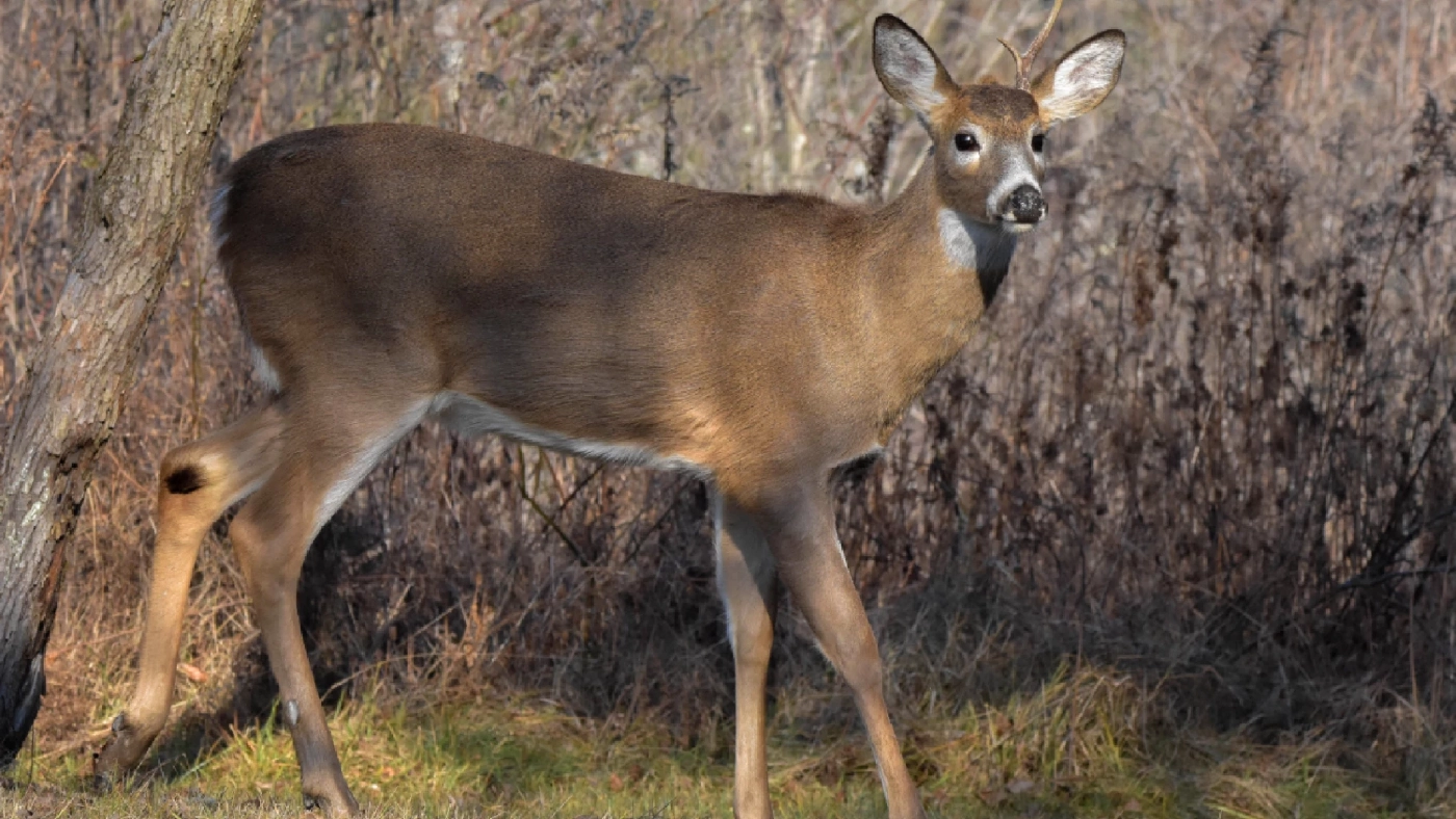 นิวยอร์กพบโอมิครอนในกวางป่า หวั่นเป็นแหล่งเพาะเชื้อไวรัสสายพันธุ์ใหม่ นิวยอร์กพบโอมิครอนในกวางป่า หวั่นเป็นแหล่งเพาะเชื้อไวรัสสายพันธุ์ใหม่