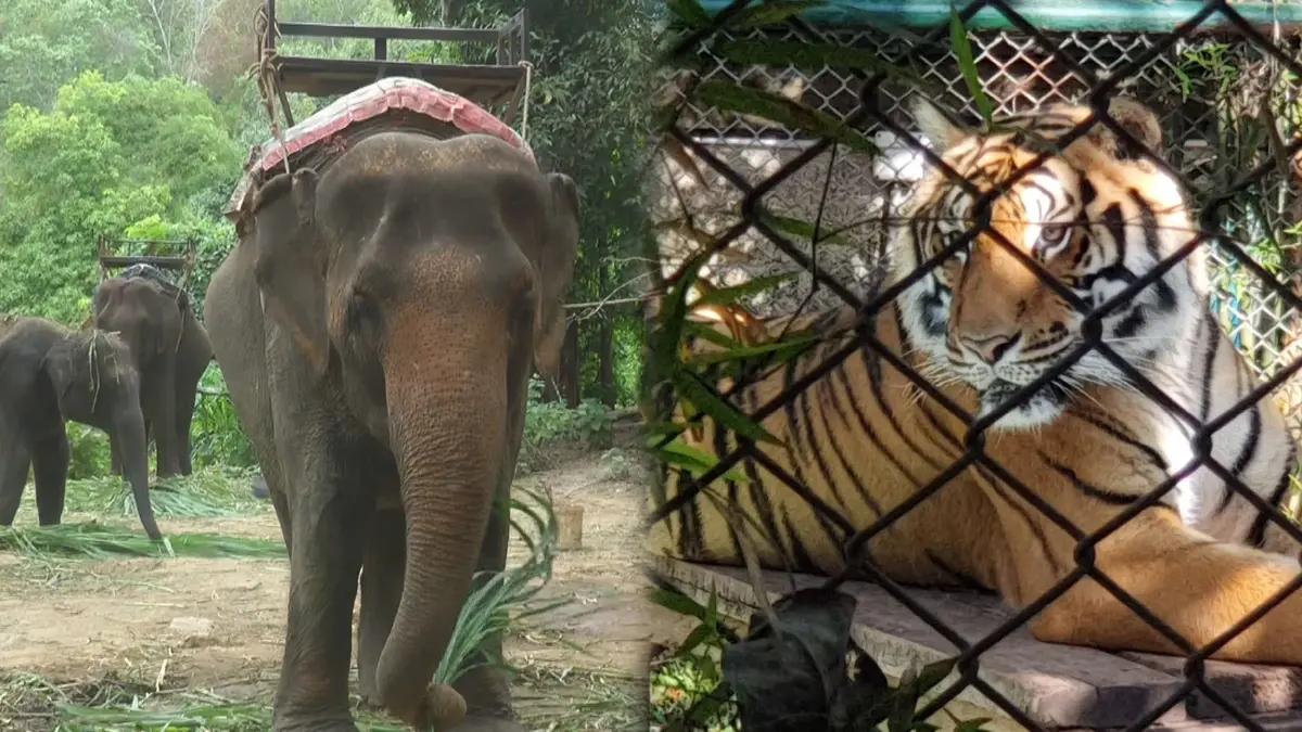 กมธ.ท่องเที่ยวรับฟังปัญหาปางช้าง-คุ้มเสือรับผลกระทบโควิด