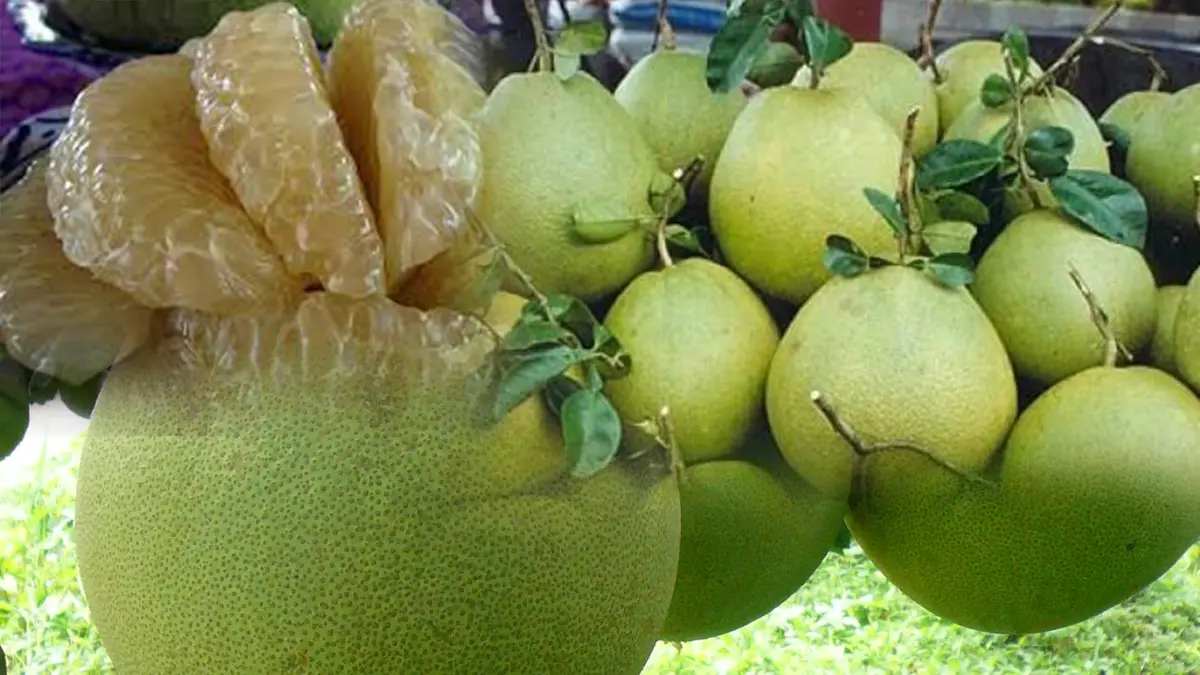 ส้มโอนครปฐมออเดอร์ทะลักหลังสหรัฐปลดล็อก