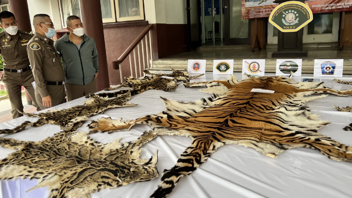 ตำรวจ ปทส. จับแก๊งค้าสัตว์ป่าและซาก พร้องของกลางจำนวนมากที่กาญจนบุรี