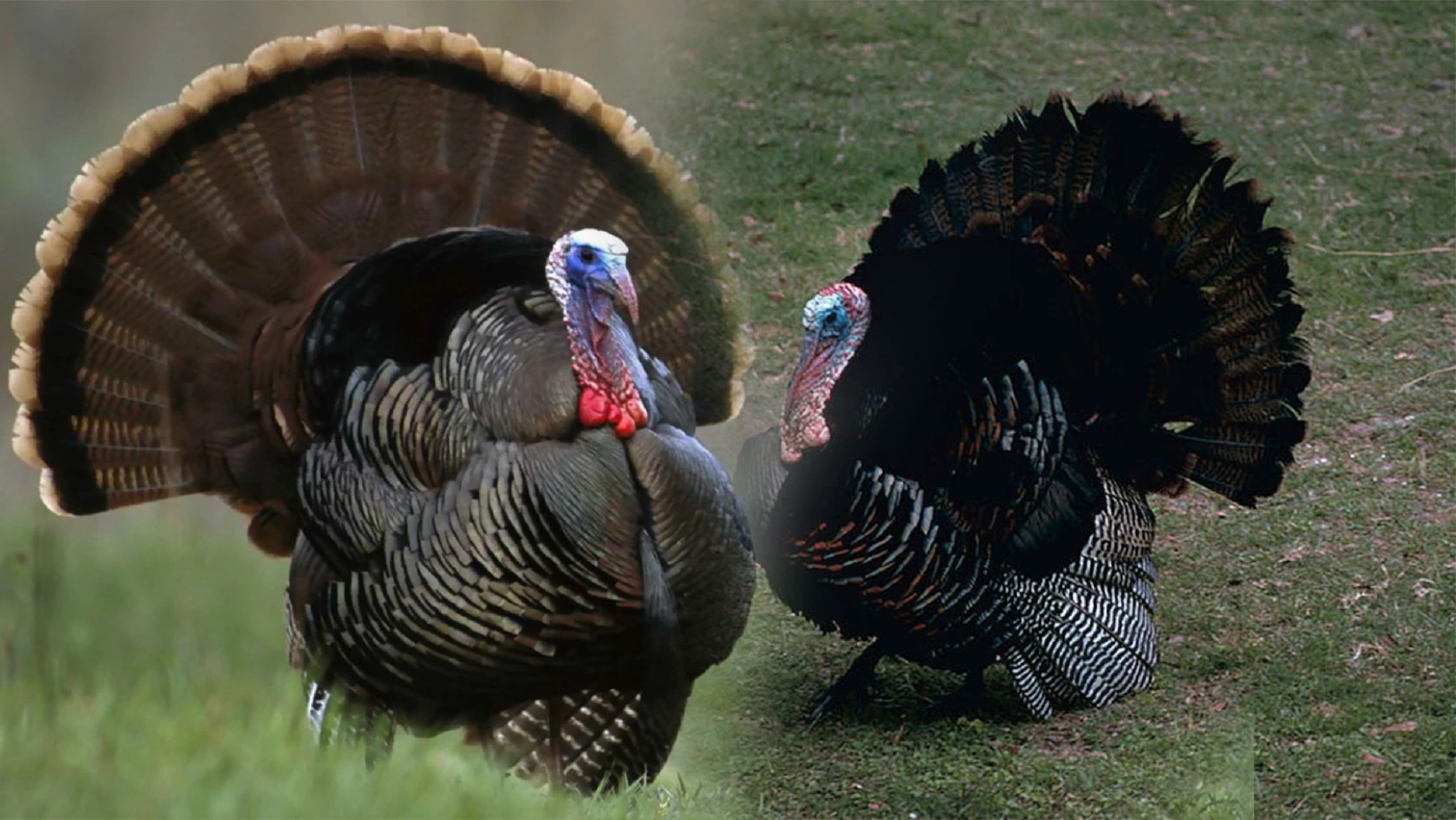 เลี้ยง 'ไก่งวงไก่สวยงาม' ทำเงิน 3 หมื่น/เดือน