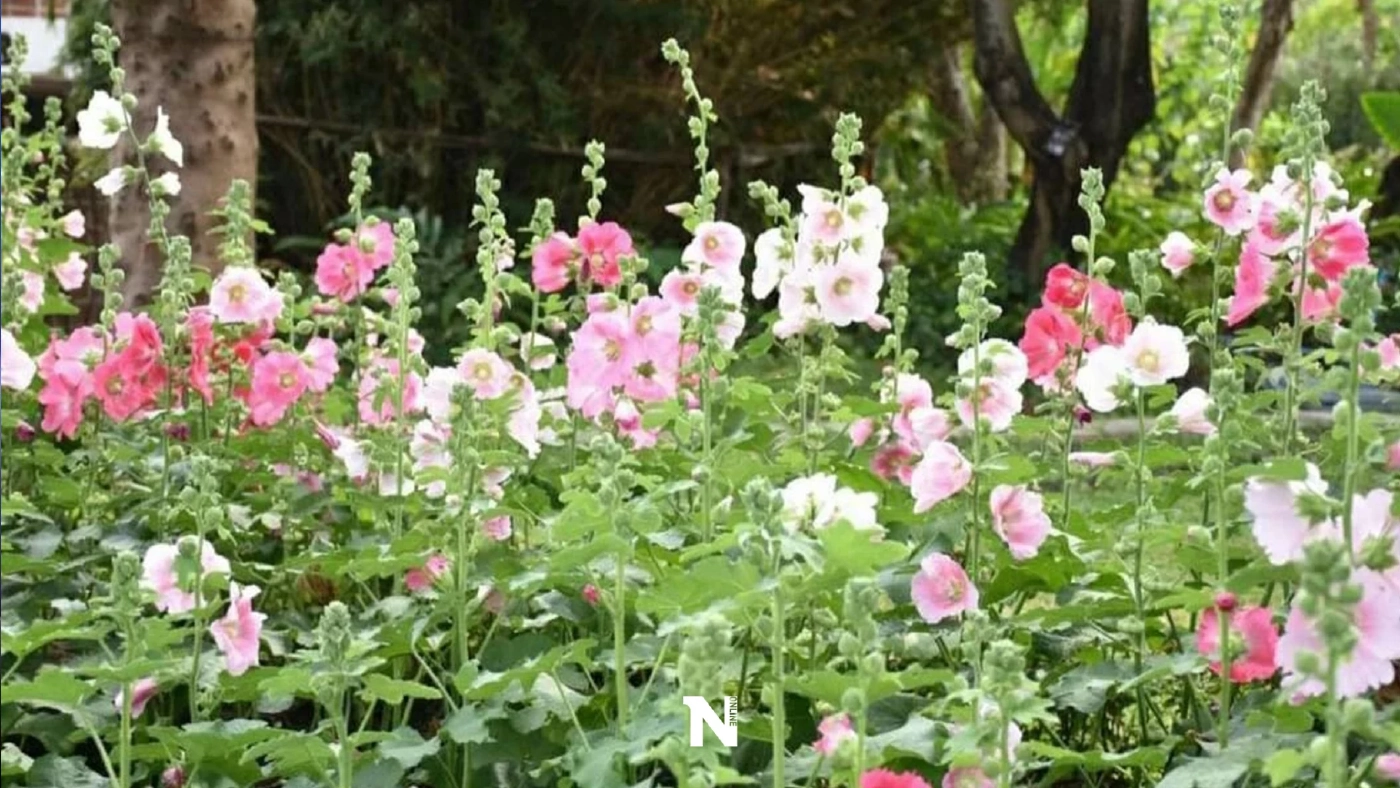 ชมดอกไม้ 50,000 ต้น ที่"สวนสมเด็จพระนางเจ้าสิริกิติ์ฯ" รับเทศกาลวาเลนไทน์