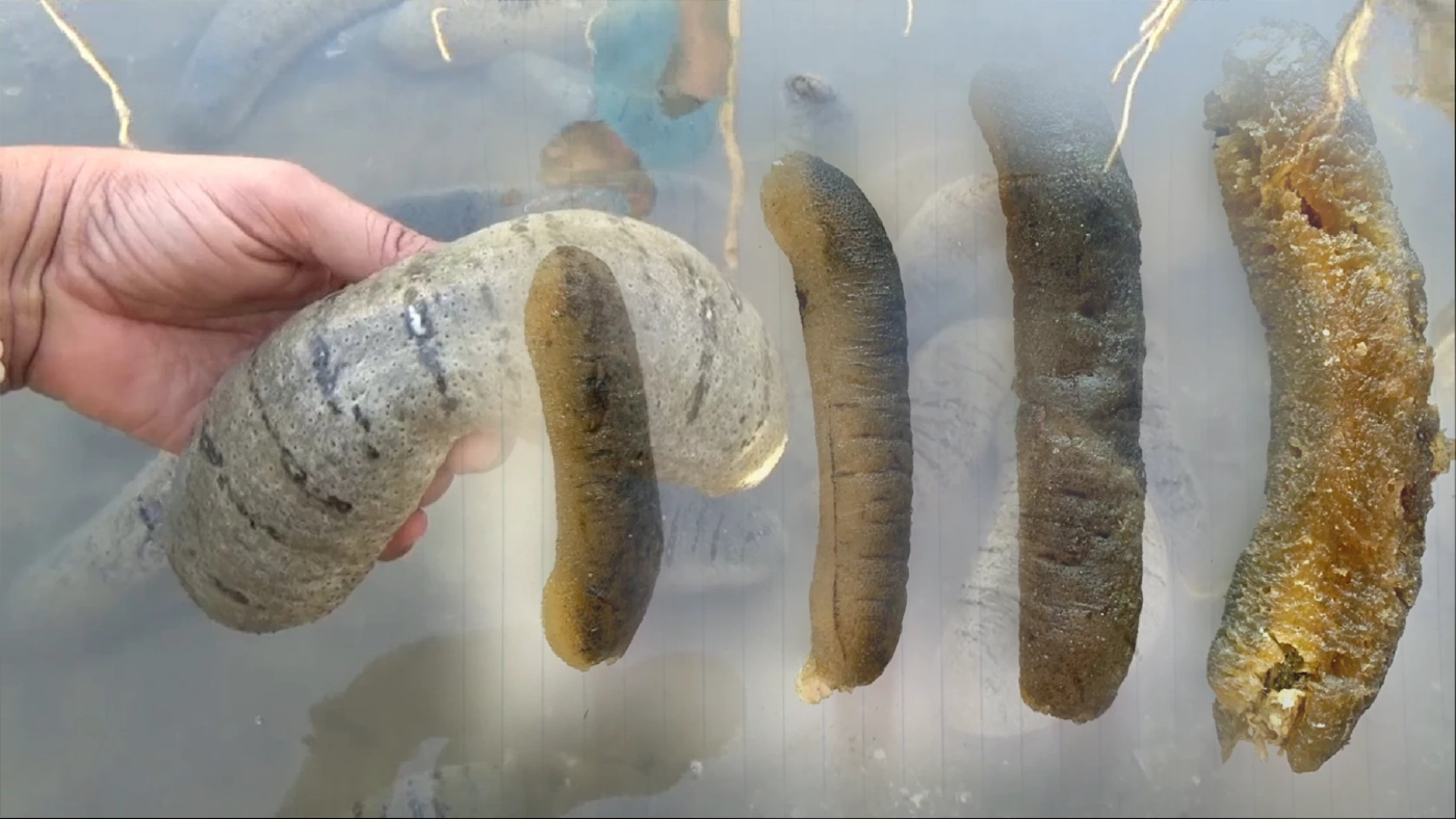 ปลิงทะเลตากแห้งราคาพุ่งกว่า 6 พันบาท/กก. ปลิงทะเลตากแห้งราคาพุ่งกว่า 6 พันบาท/กก.