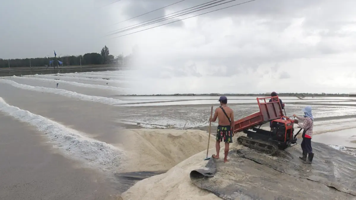 ฝนถล่มนาเกลือสูญ 5 หมื่นตัน ราคาพุ่งแต่ไร้ผลผลิต