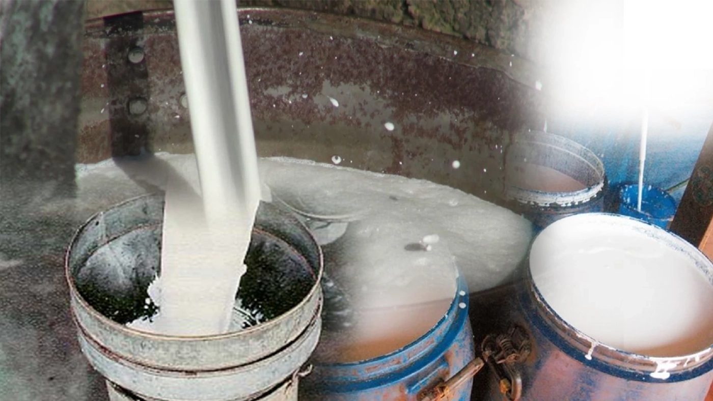 'น้ำยางสด' ทะลุ 65 บาท/กก. เหตุมาเลย์ไร้ผลผลิต