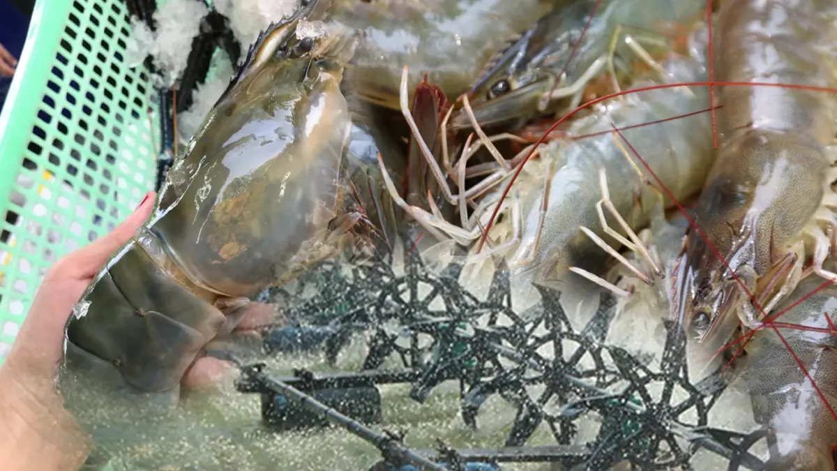 3 โรคระบาด 'กุ้ง' ฉุดผลผลิตวูบกว่า 5 แสนล้าน 3 โรคระบาด 'กุ้ง' ฉุดผลผลิตวูบกว่า 5 แสนล้าน