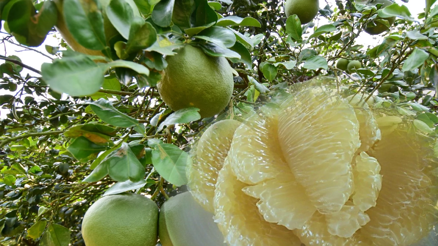 ปลูก 'ส้มโอ' ไร้สาร ลดต้นทุนค่าปุ๋ย-ยาฆ่าแมลง