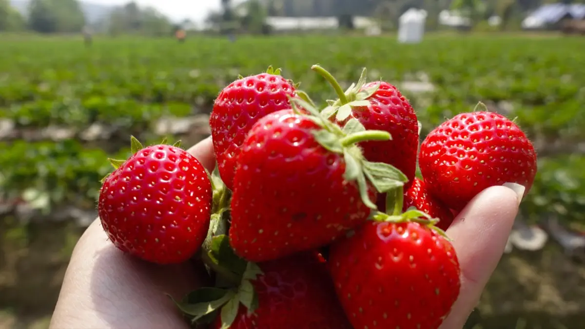 'สตรอว์เบอร์รี' สะเมิง โกยเงินกว่า 360 ล้าน