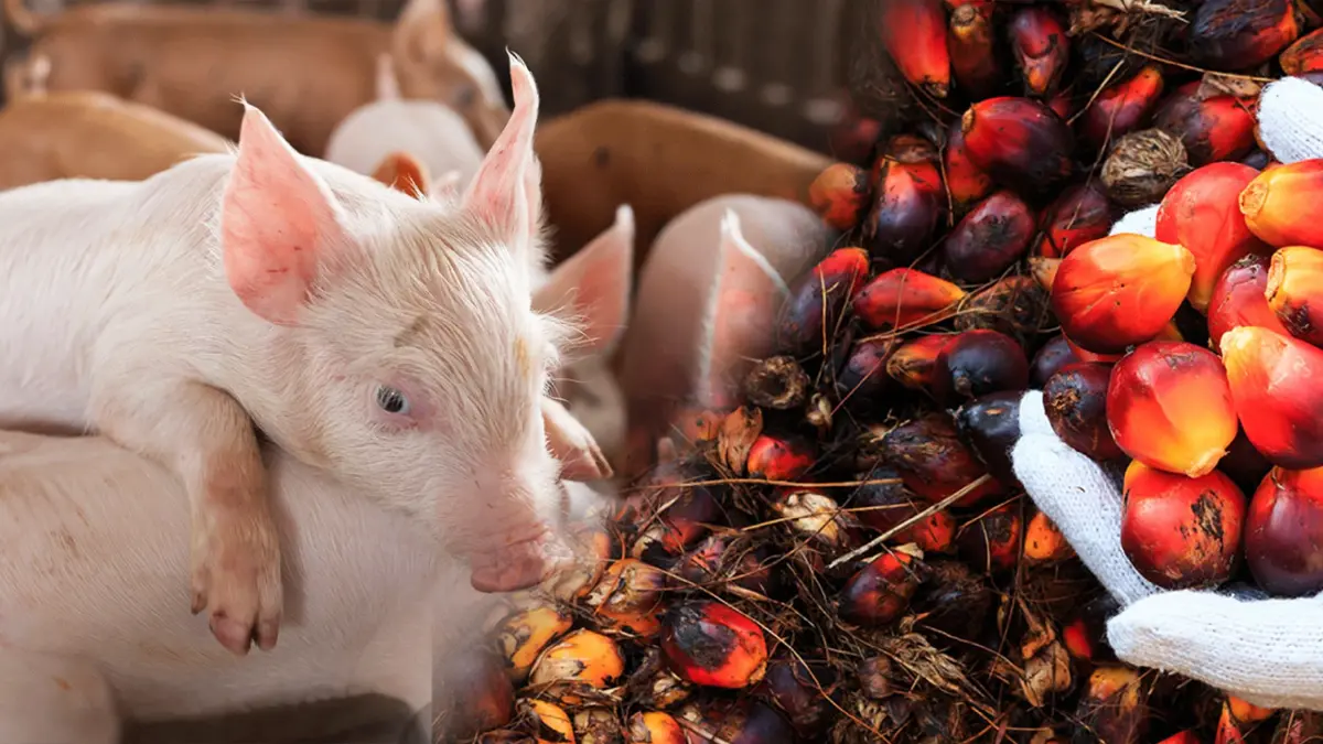 วอร์รูมพาณิชย์ชี้หมูเนื้อแดง-ปาล์ม ขยับลงต่อเนื่อง