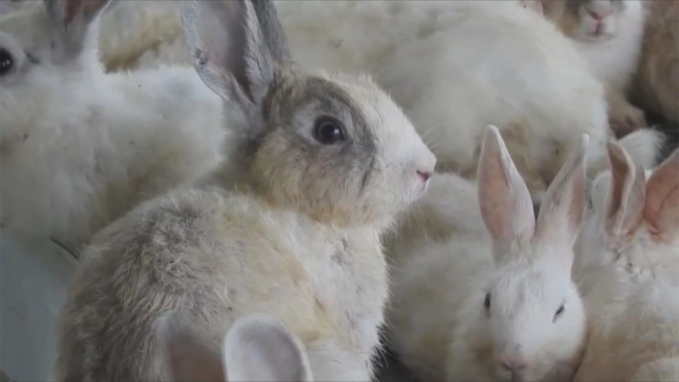 'กระต่ายเนื้อ' สัตว์เศรษฐกิจที่มาแรง!