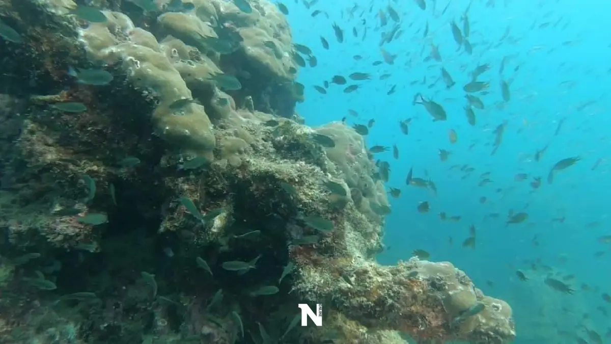 พื้นที่ใต้ทะเลรอบเกาะเสม็ดปลอดภัย ฉก.กร.642 ชี้  ไม่พบผลกระทบจากน้ำมันรั่ว