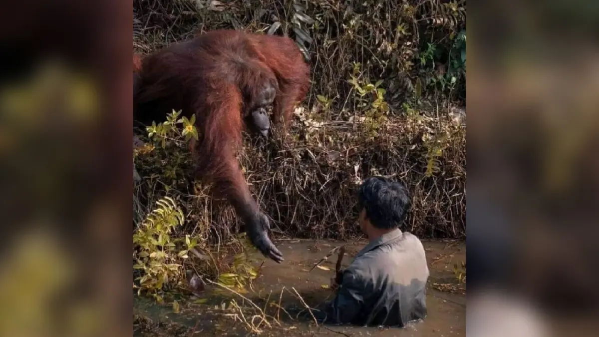 อบอุ่นหัวใจ อุรังอุตังยื่นมือให้มนุษย์ อบอุ่นหัวใจ อุรังอุตังยื่นมือให้มนุษย์