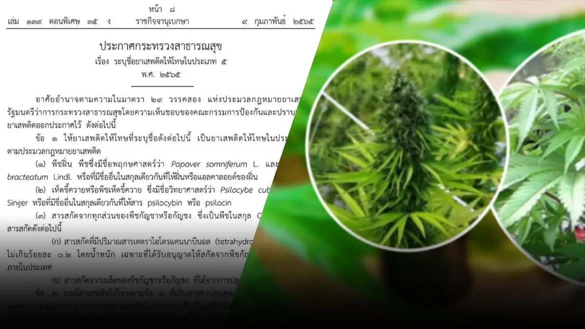 สายเขียวเฮ! ราชกิจจาฯ ประกาศ "กัญชา" พ้นยาเสพติดประเภท 5 แล้ว สายเขียวเฮ! ราชกิจจาฯ ประกาศ "กัญชา" พ้นยาเสพติดประเภท 5 แล้ว