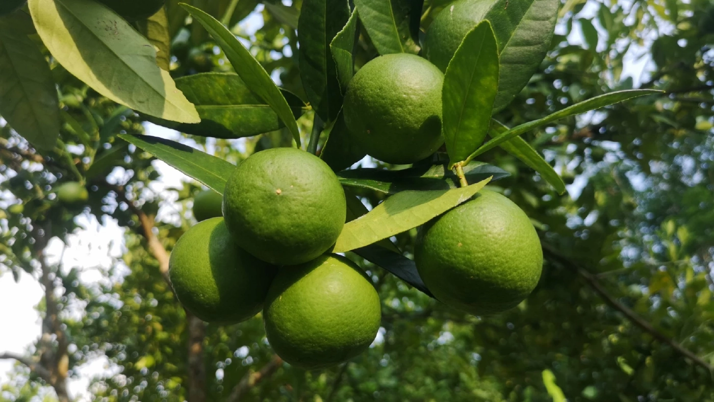 ไม่สนกลไกตลาด เจ้าของสวนขายมะนาว กก.ละ 50 บาท